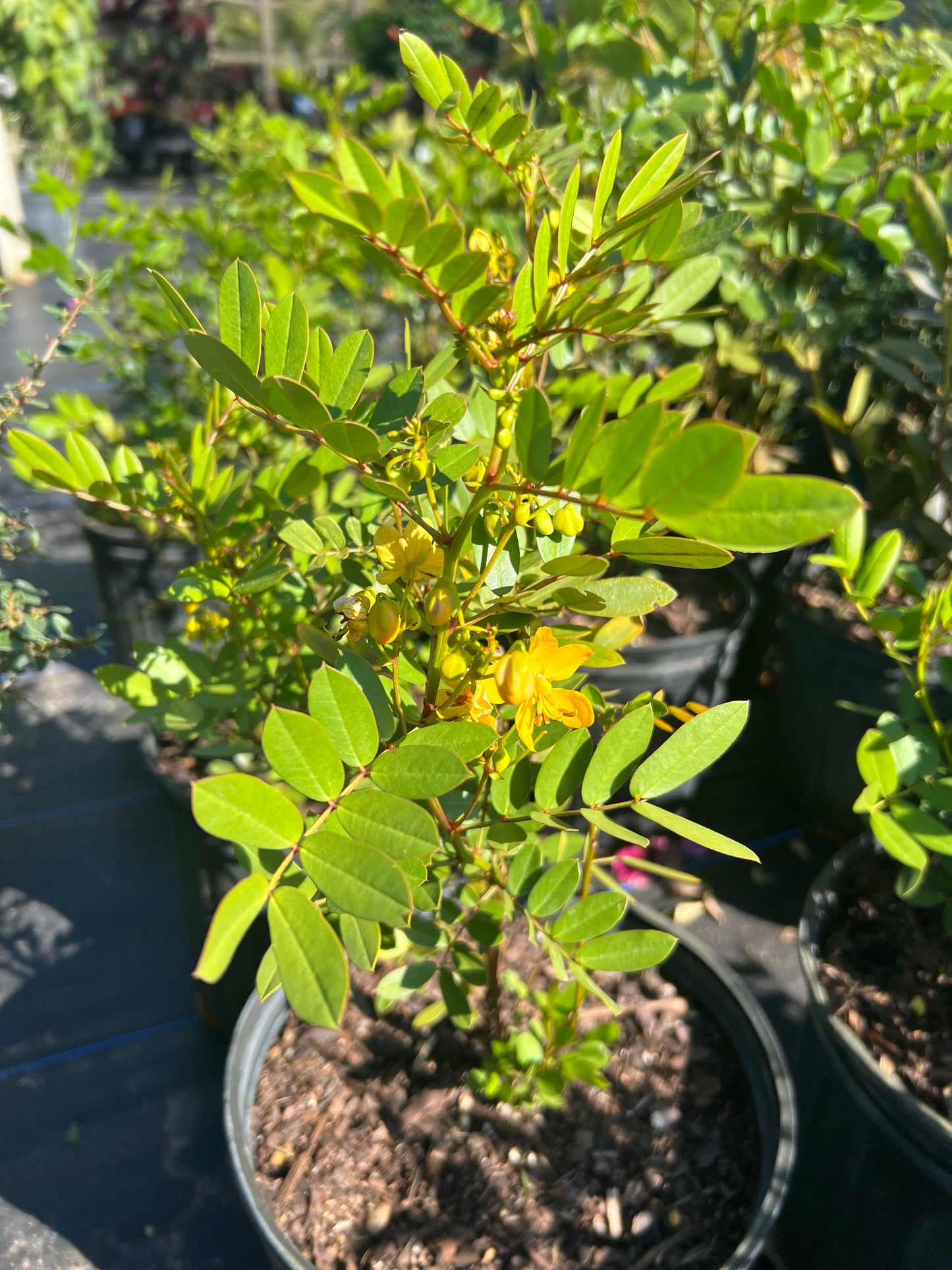 Cassia Bahama (C. Chapmanii) N 3G