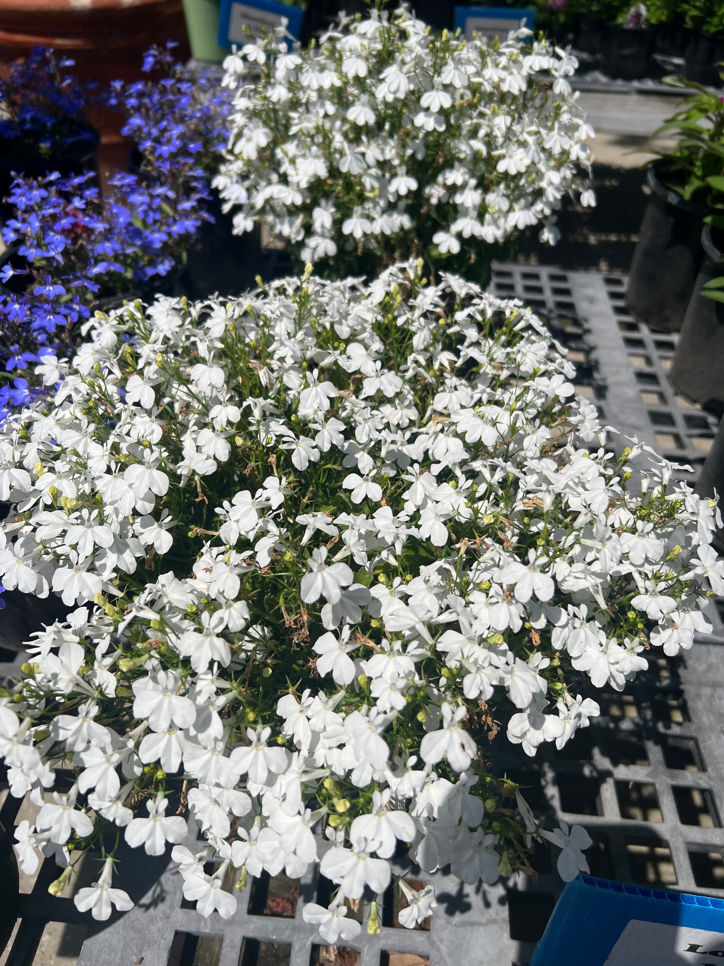 Lobelia-1G-1 gal
