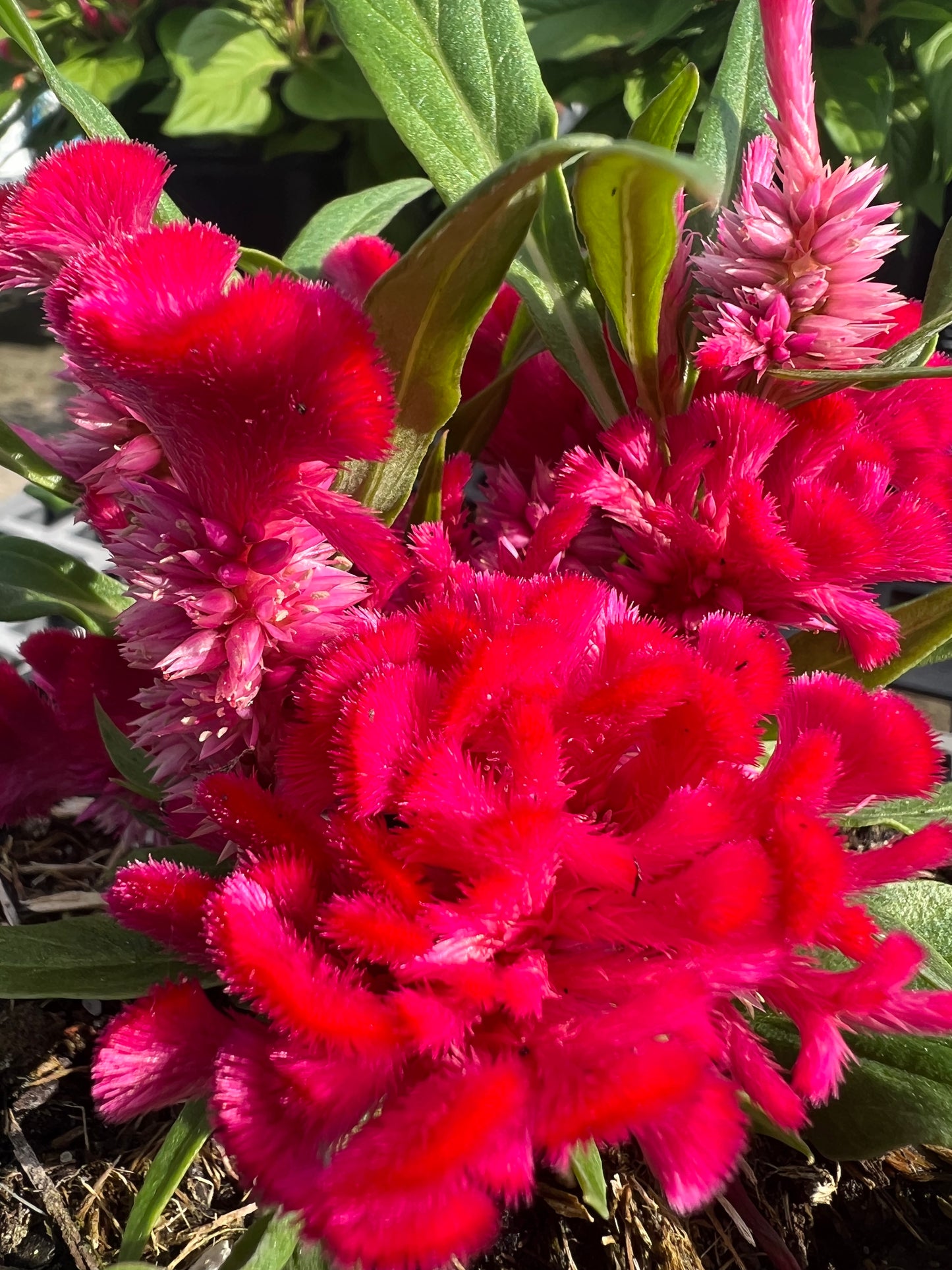 Celosia 1G