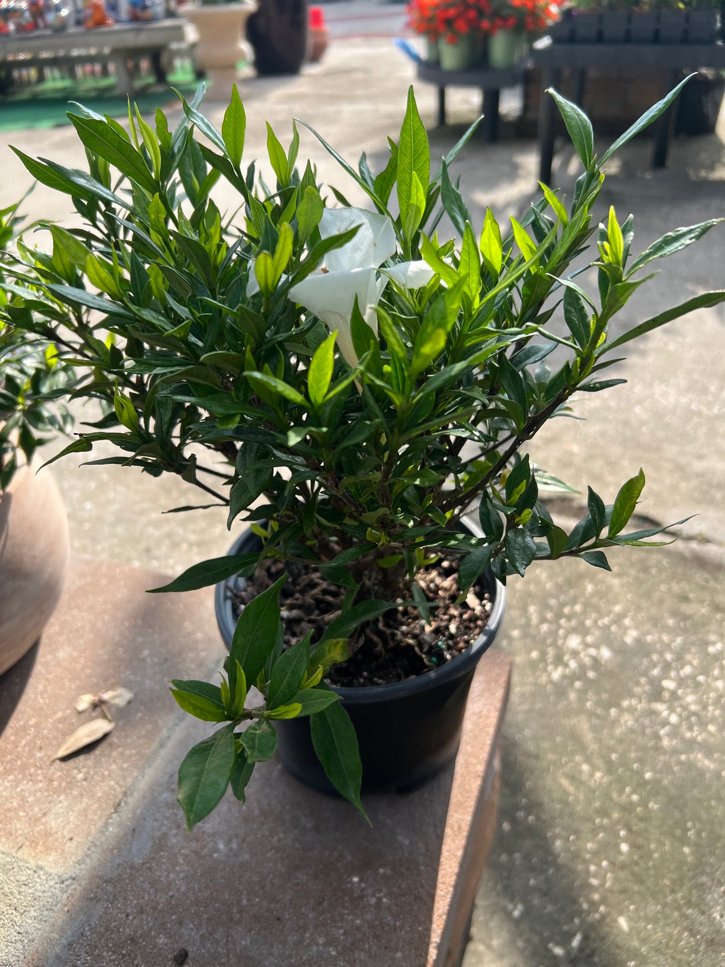 Gardenia Frostproof