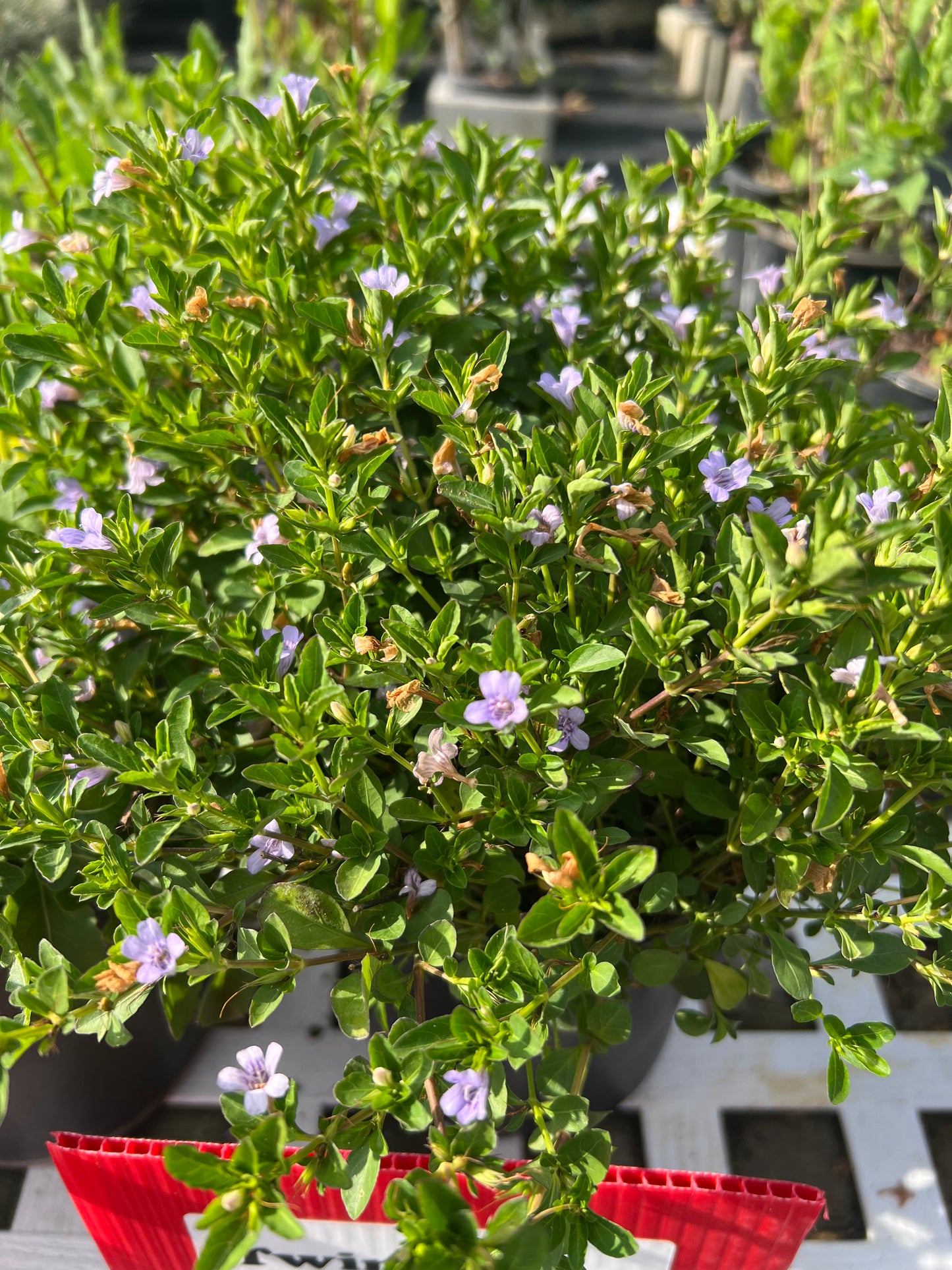 Dyschoriste Swamp Twinflower-1G-1 gal