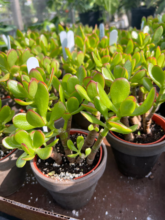 Jade Plant