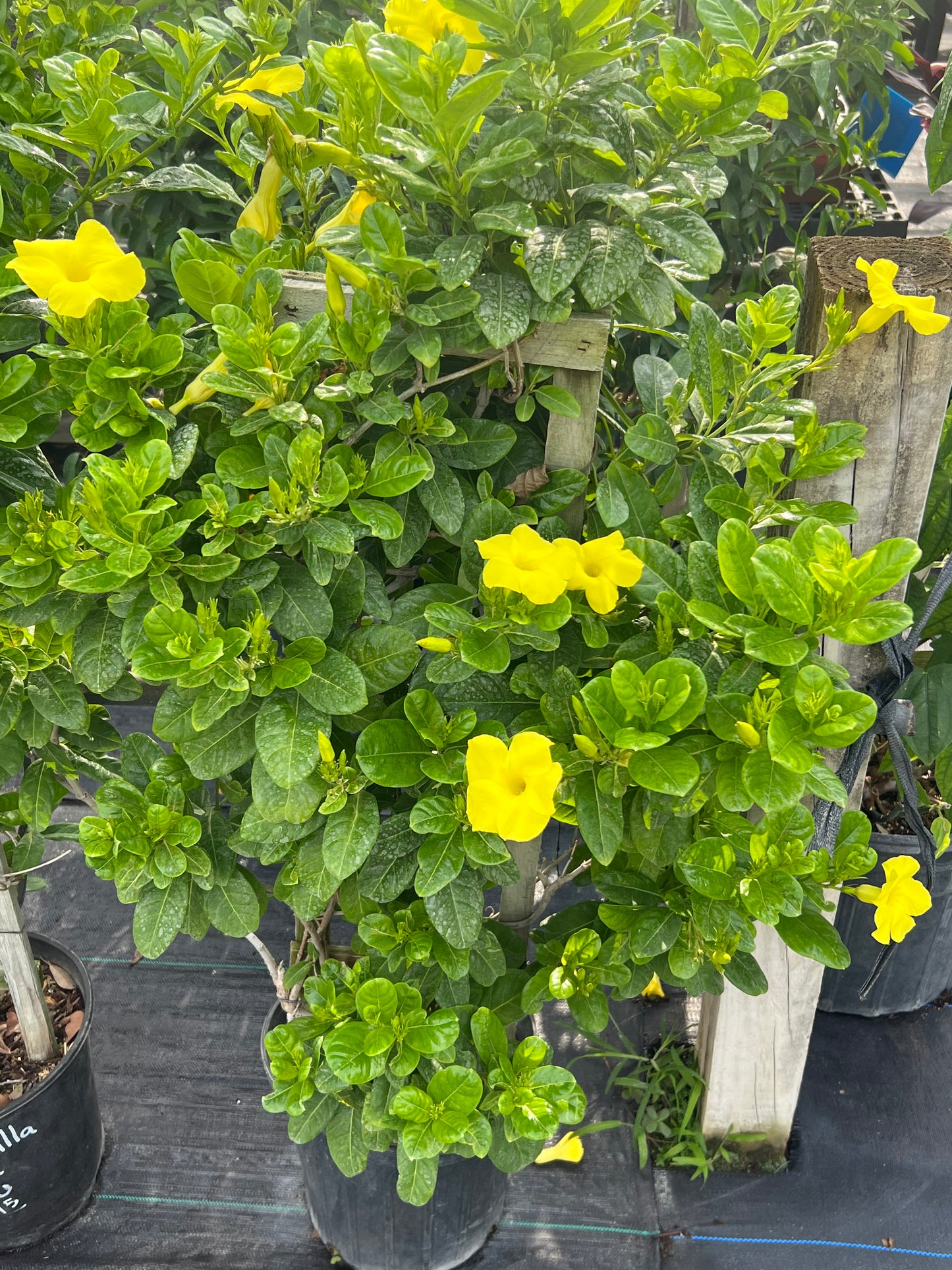 Mandevilla