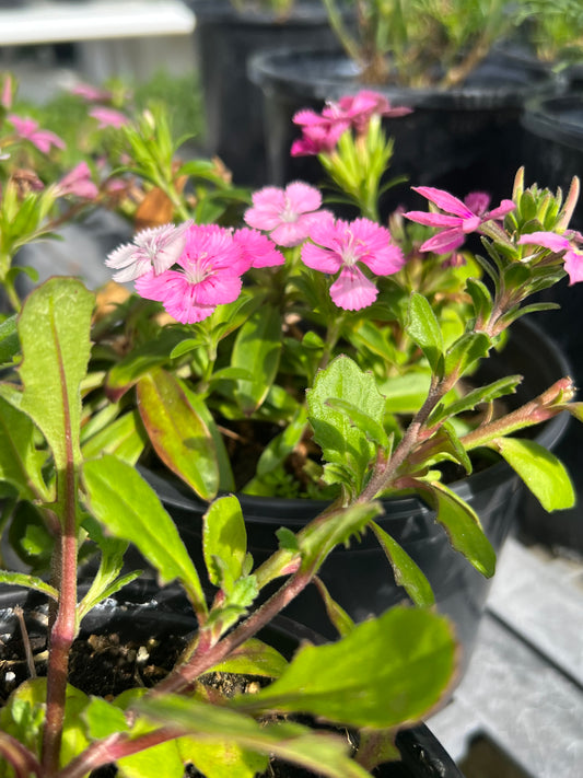 Scaevola-1G-1 gal