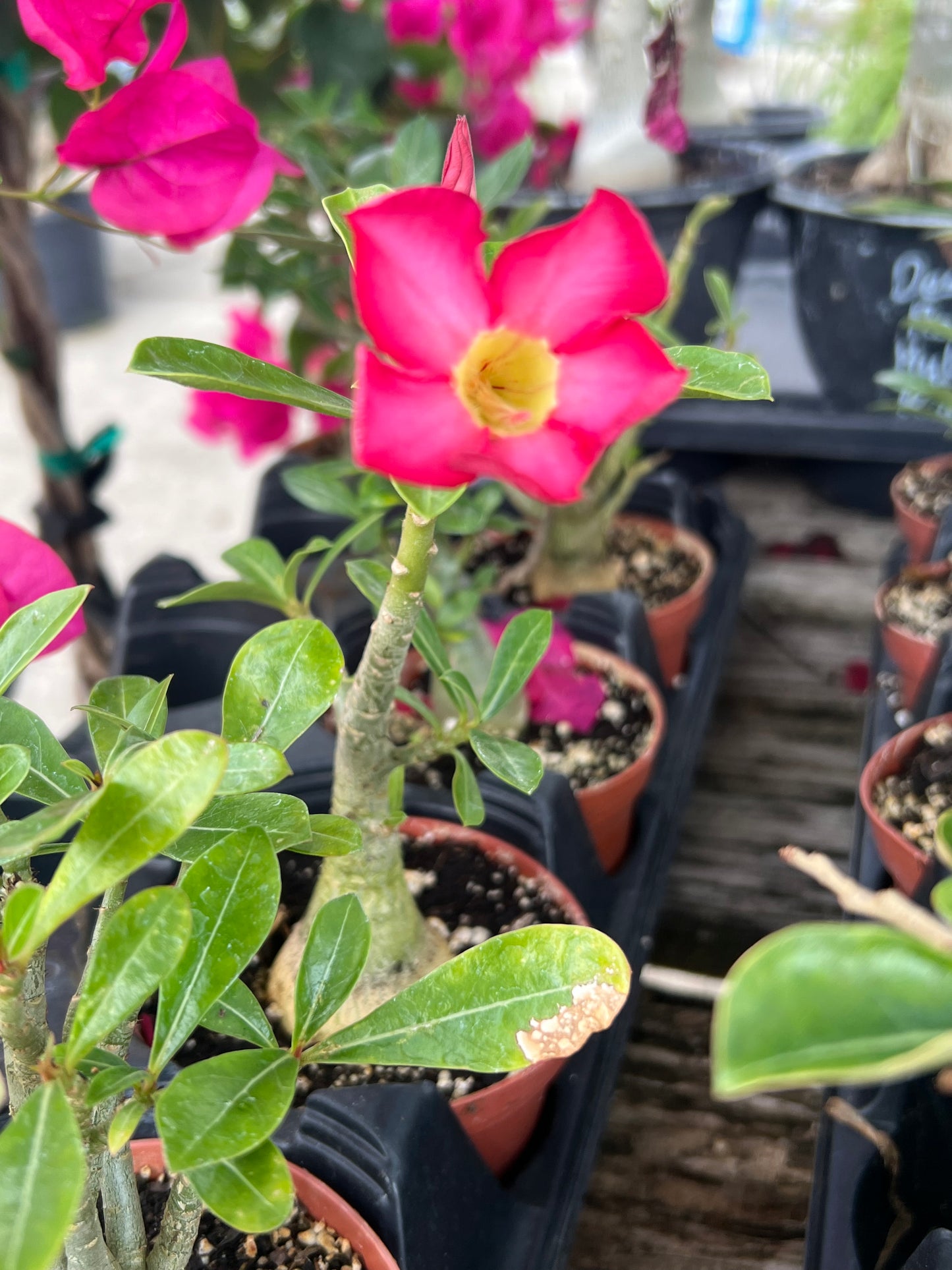 Desert Rose (Adenium obesum)