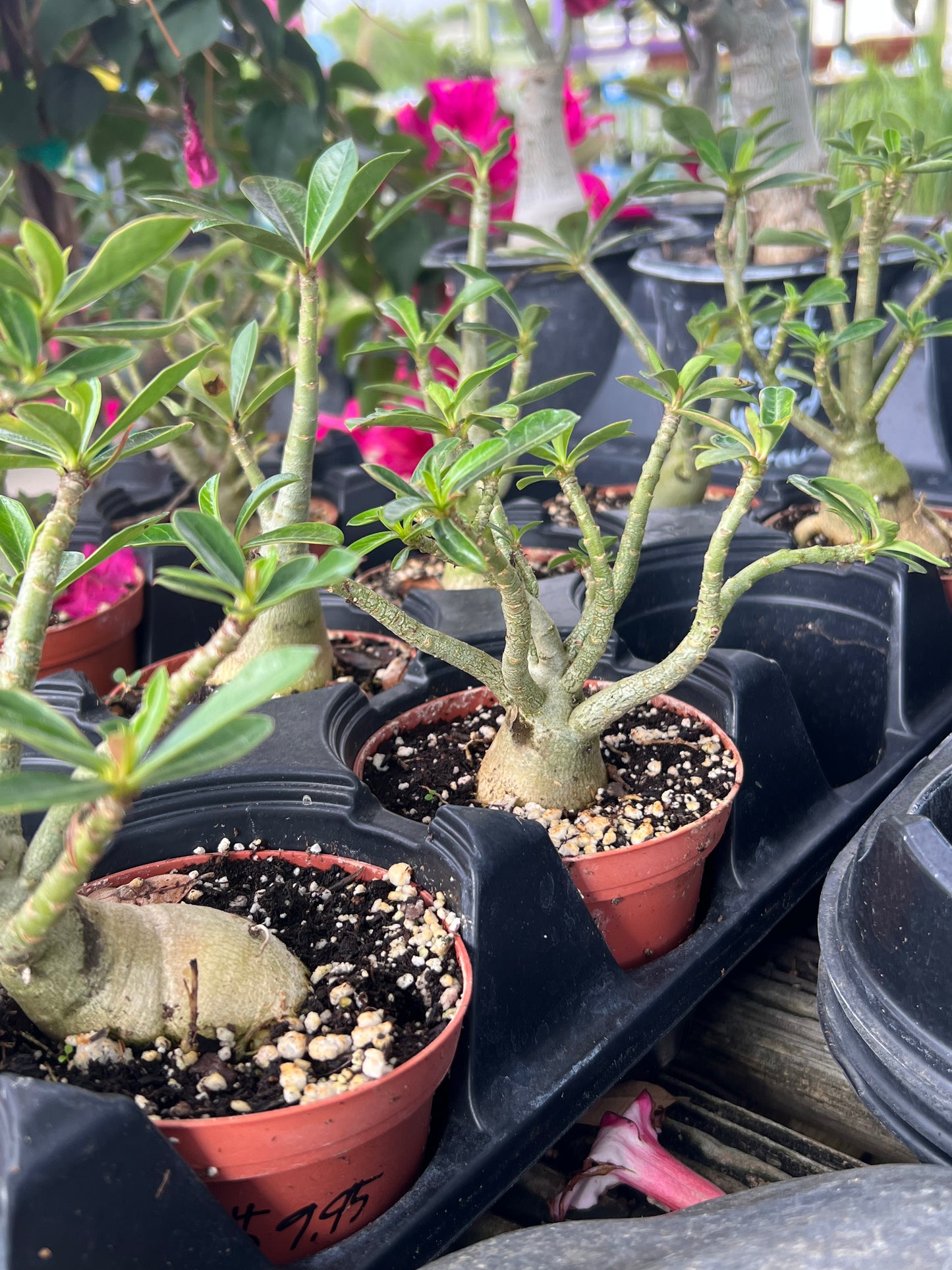 Desert Rose (Adenium obesum)