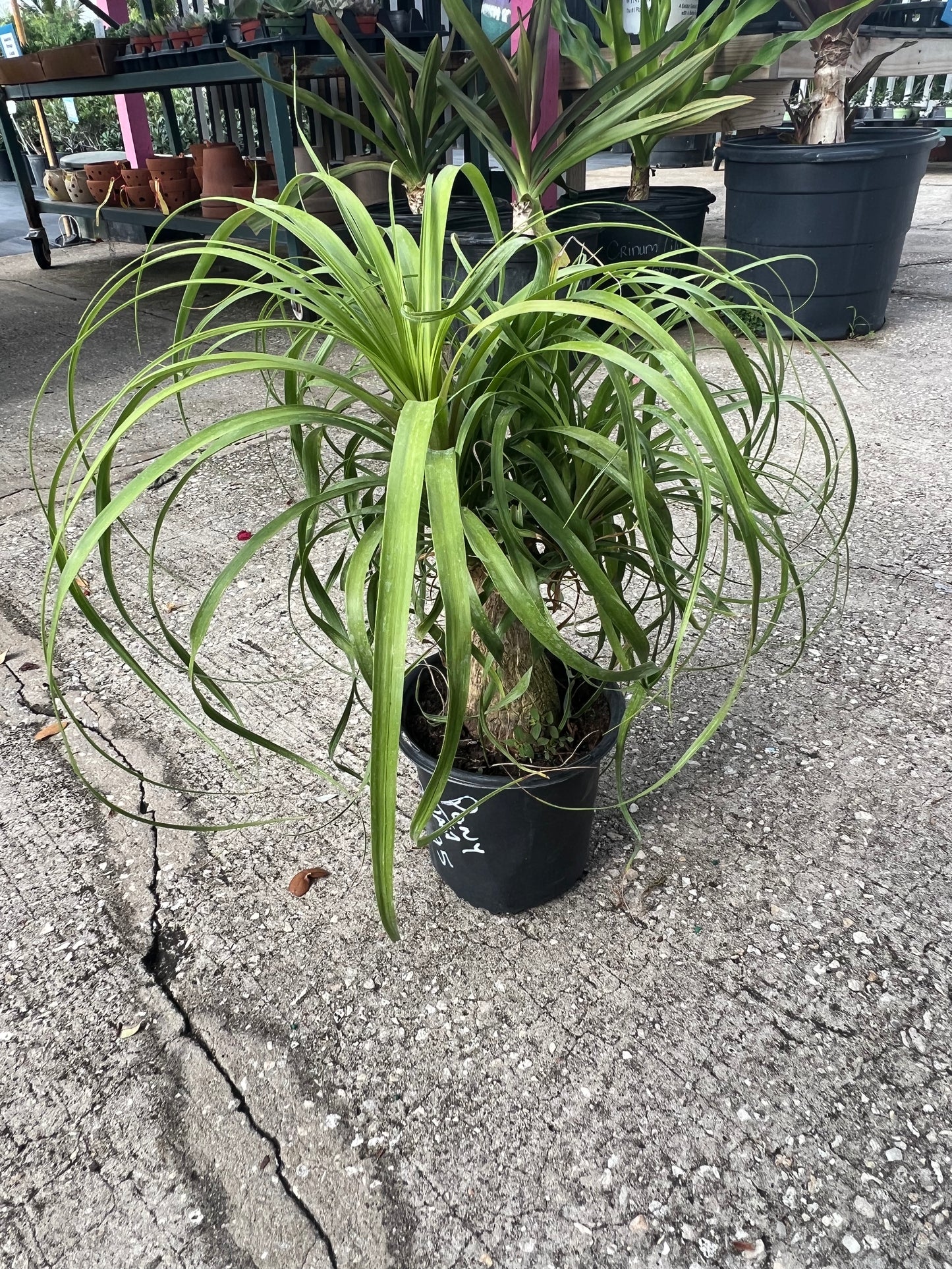 Ponytail Palms