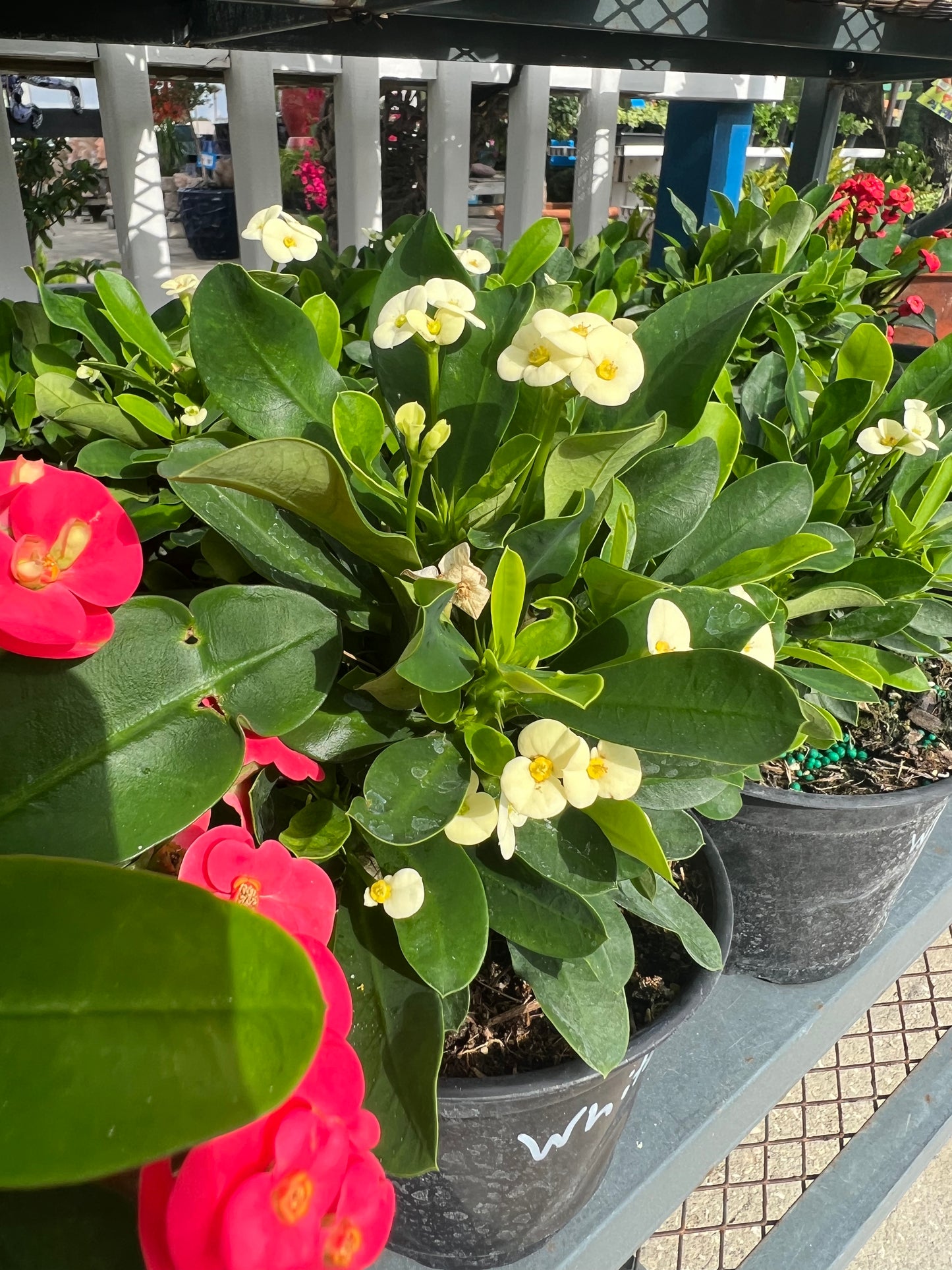 Crown of Thorn (Euphorbia milii)