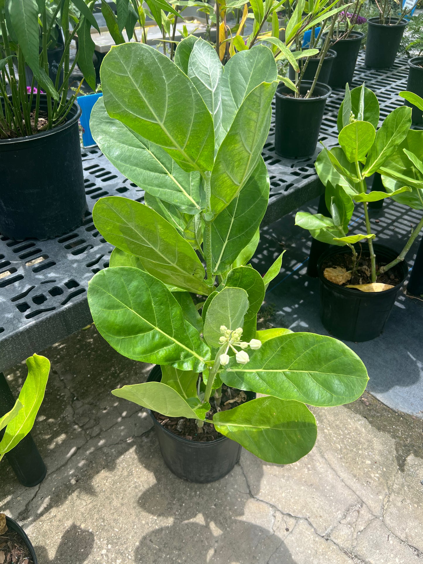 Giant Milkweed