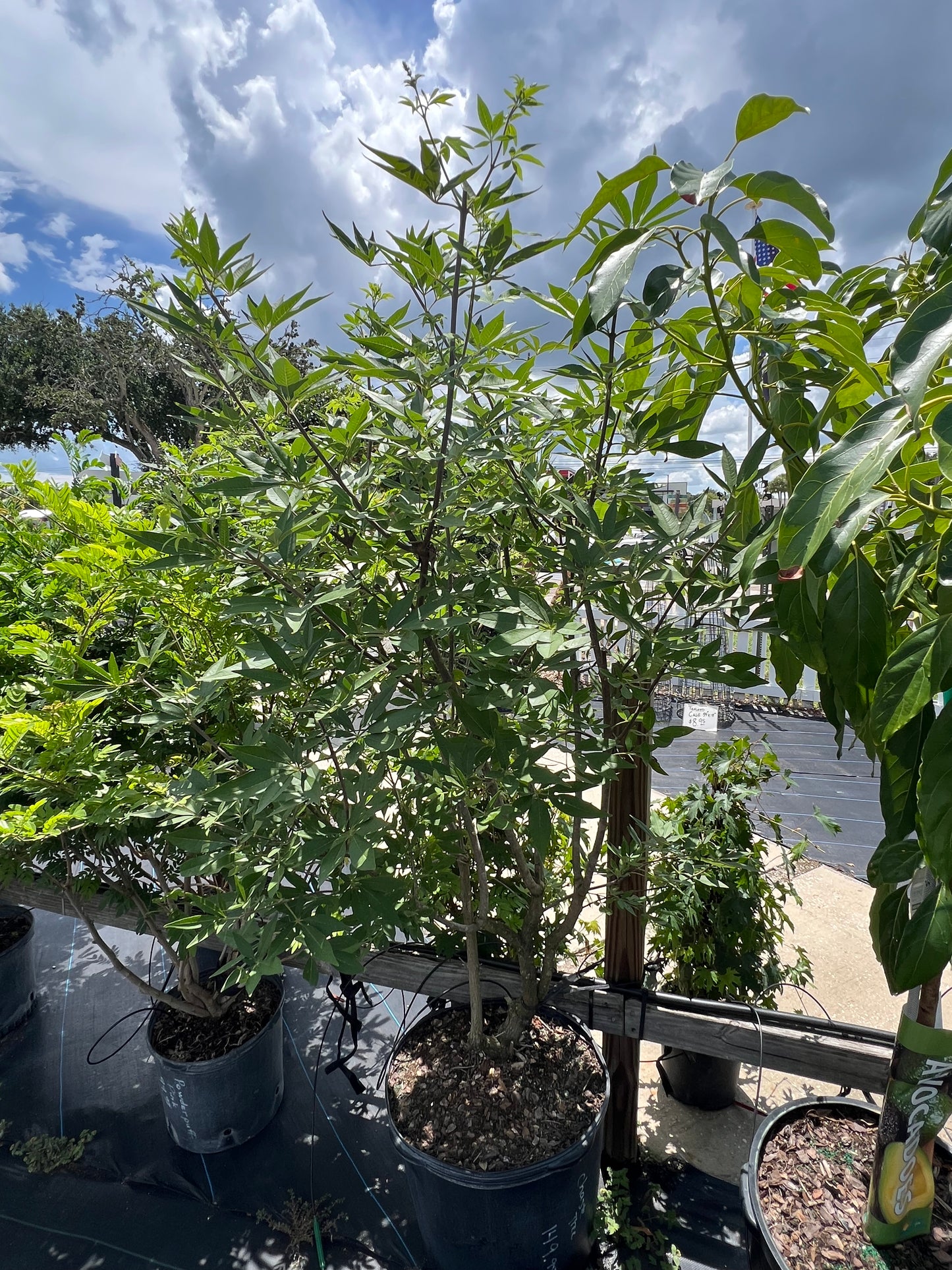 Vitex Plants (Chaste tree)