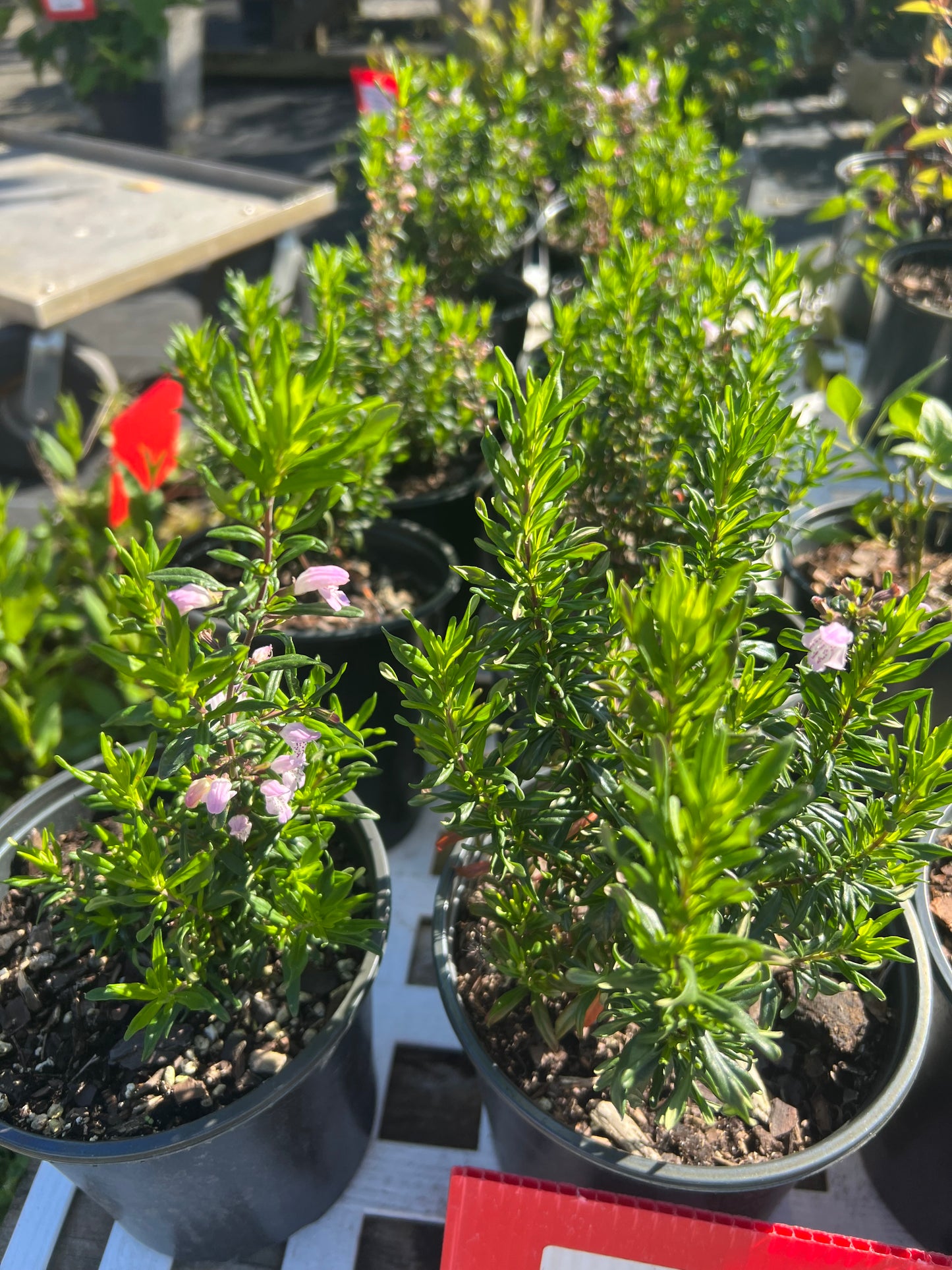Calamint (Calamintha) N 1G