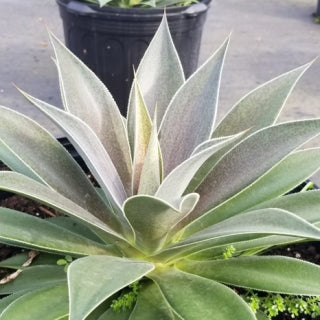 Agave Mangave