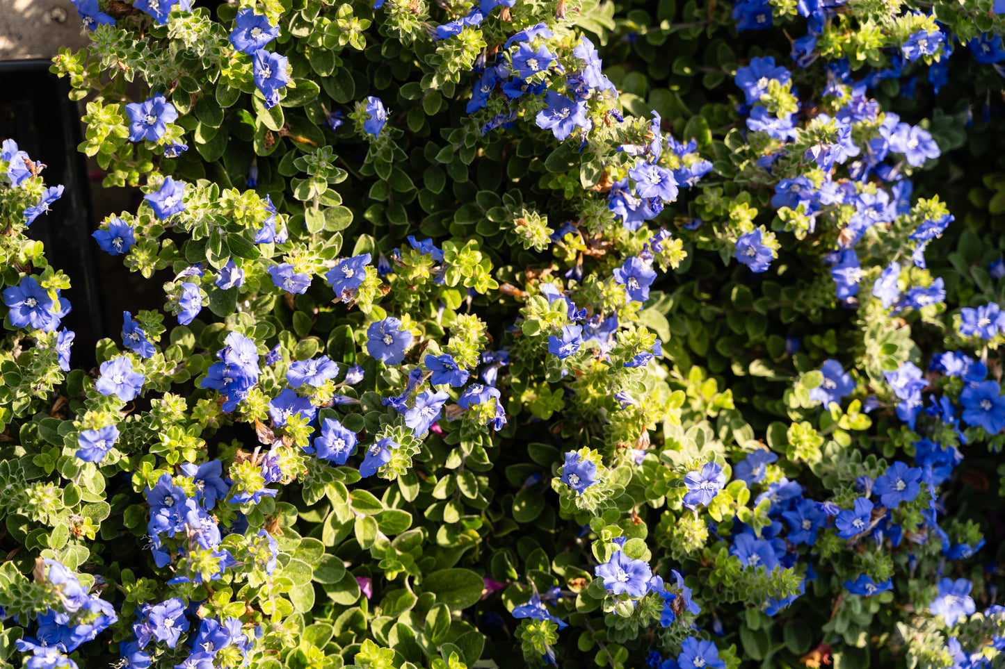 Blue My Mind
