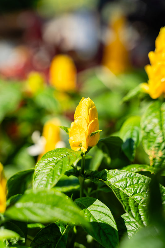 Shrimp Plant (Justicia Brandegeana) 3G