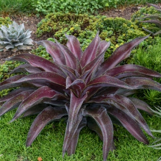 Agave Mangave