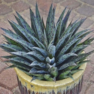 Agave Mangave