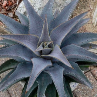 Agave Mangave