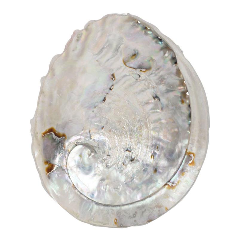 Abalone Shell 5.5"-6"
