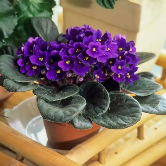 African Violet (Streptocarpus)