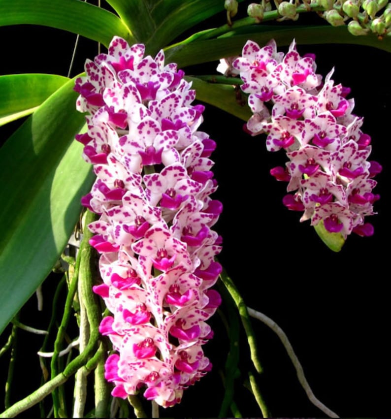 Rhynchostylis Gigantea Orchid